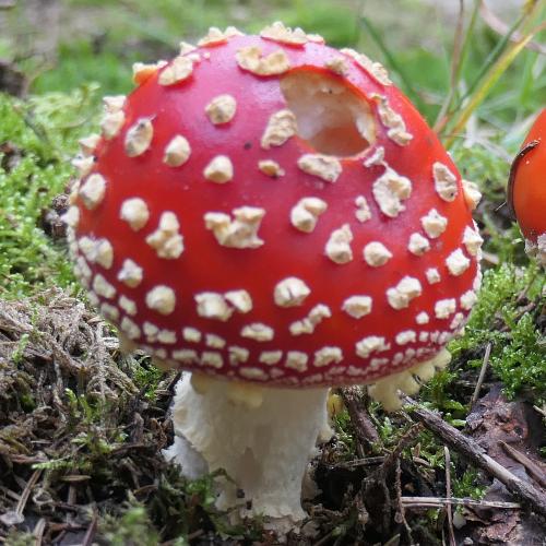 Fliegenpilz