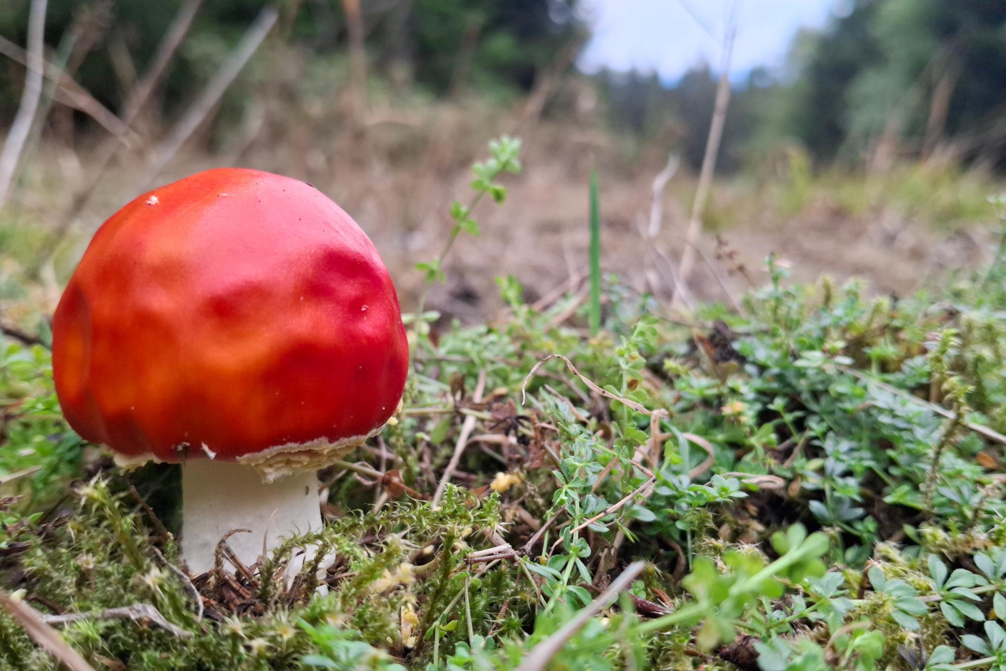Fliegenpilz ohne Punkte