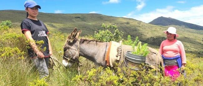 zwei Menschen und ein Esel auf einem Feld in Peru, auf dem Bäume gepflanzt werden