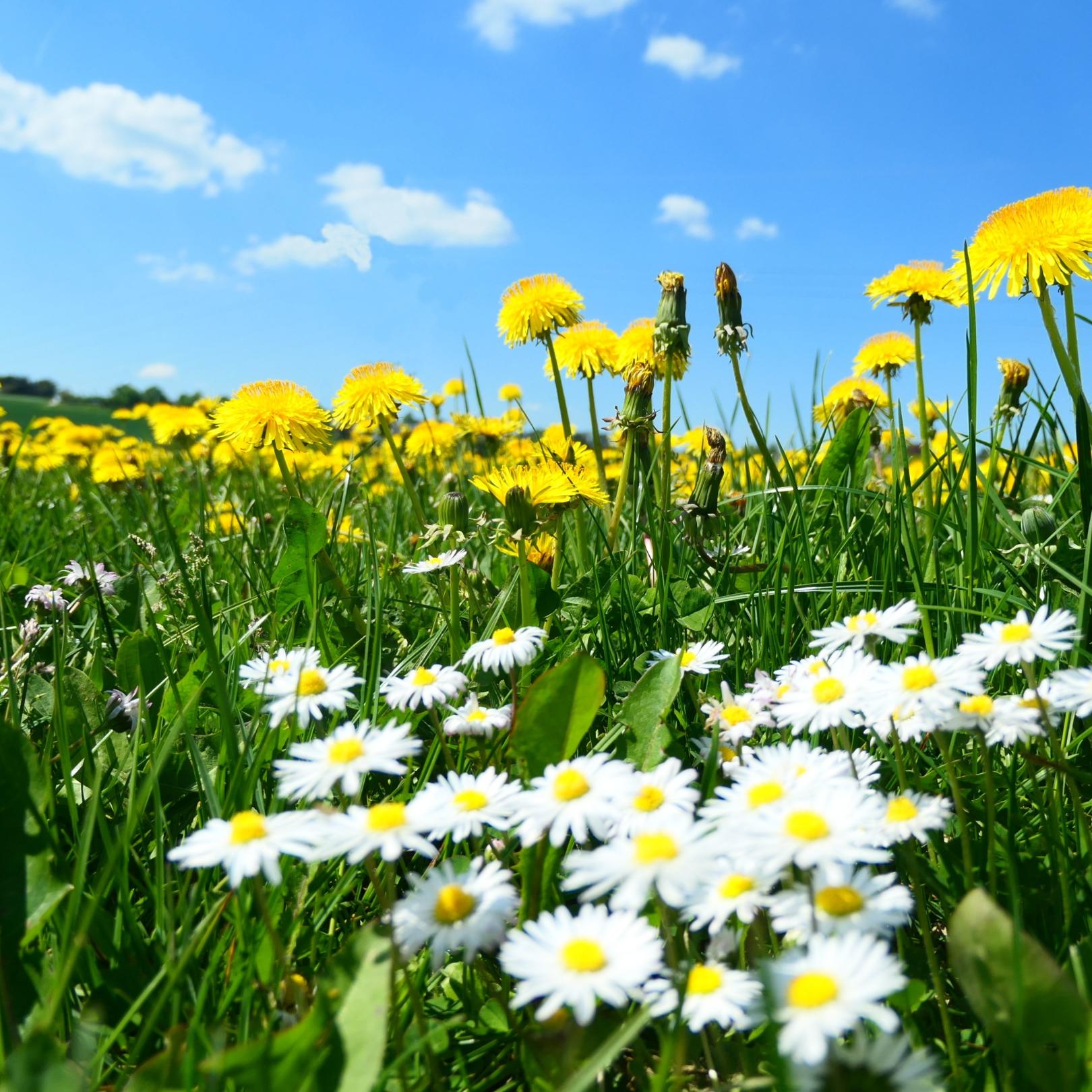 Frühlingswiese