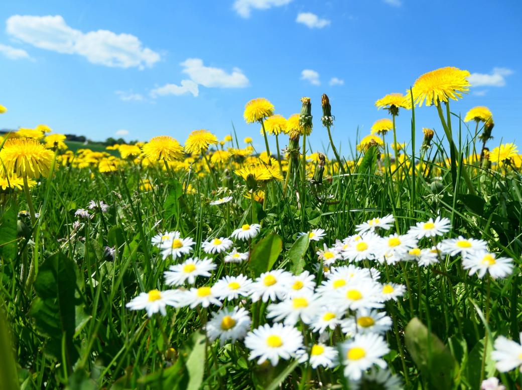 Frühlingswiese