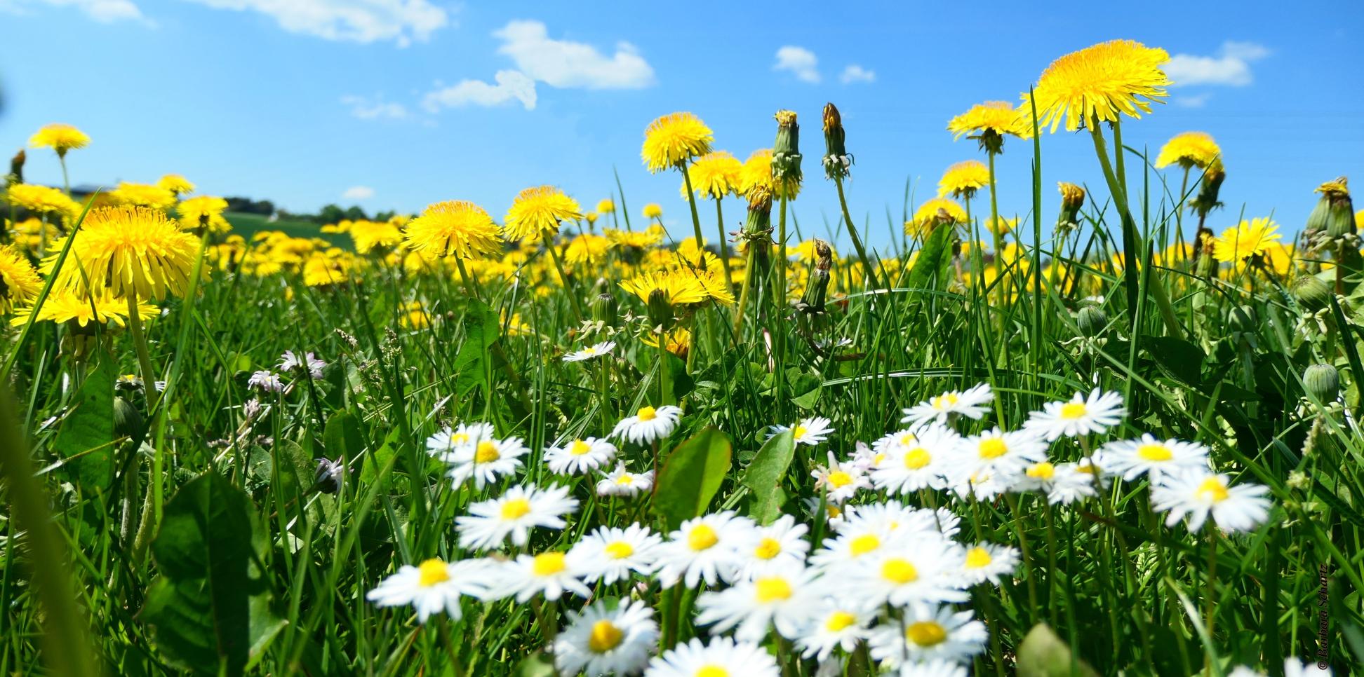 Frühlingswiese