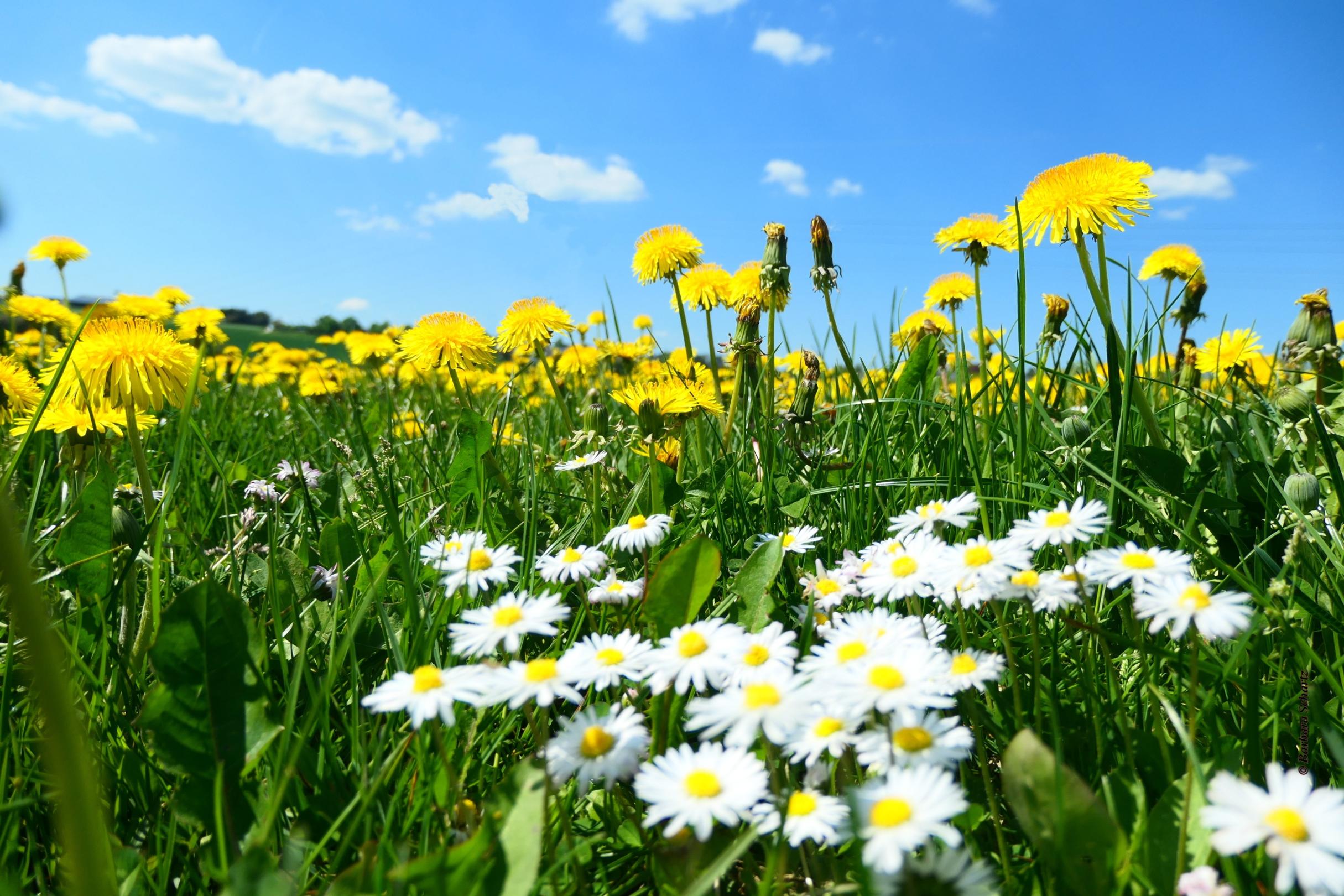 Frühlingswiese