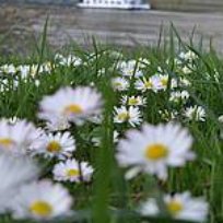 Gänseblümchen Kräuter Blumen