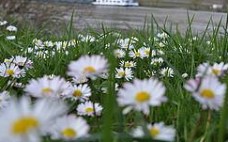 Gänseblümchen Kräuter Blumen