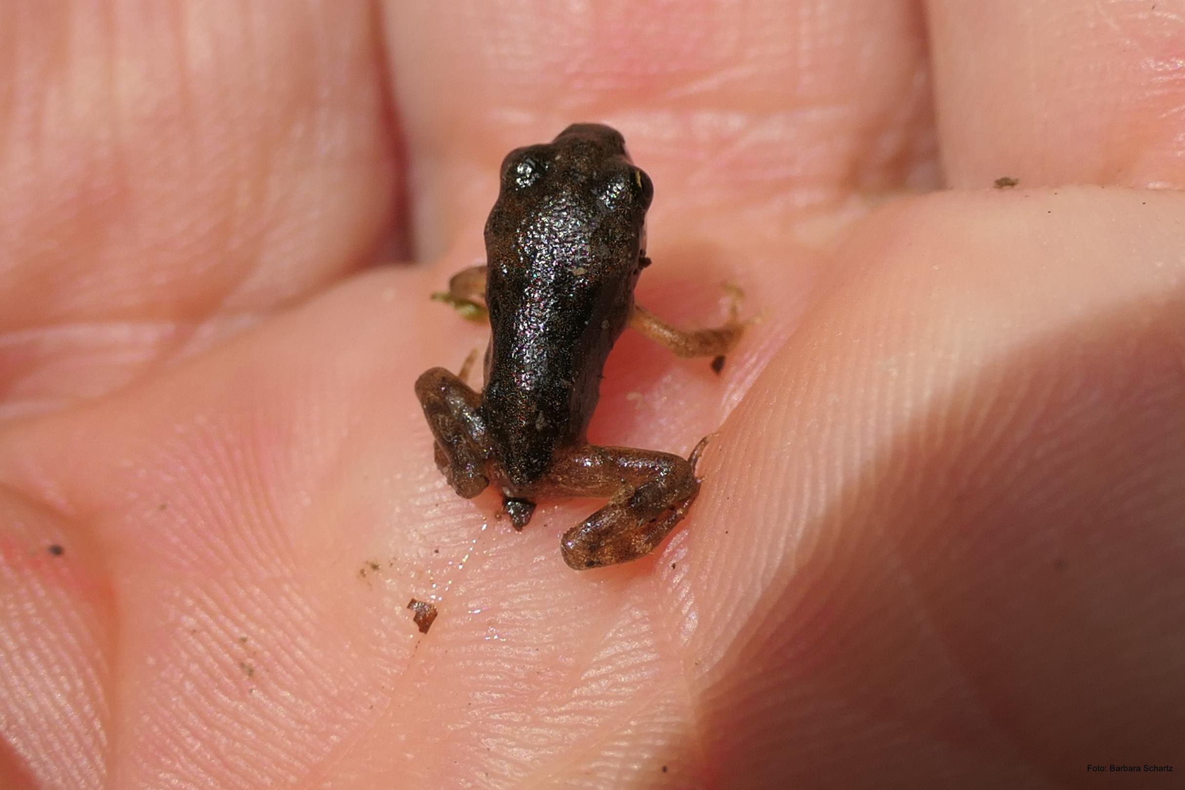 Kleiner Grasfrosch in einer Hand (c) Barbara Schartz Kleiner Grasfrosch in einer Hand