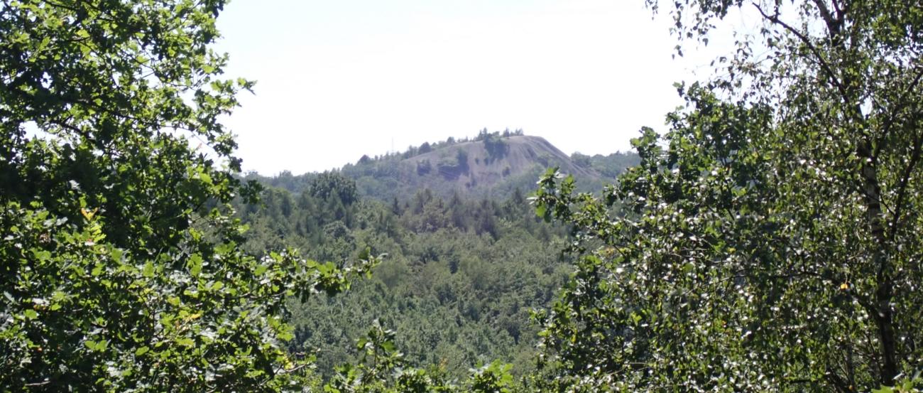 Abraumhalden-Bergkuppe inmitten von viel Wald