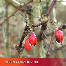 Hagebutte mit Schriftzug KEB Naturtipp