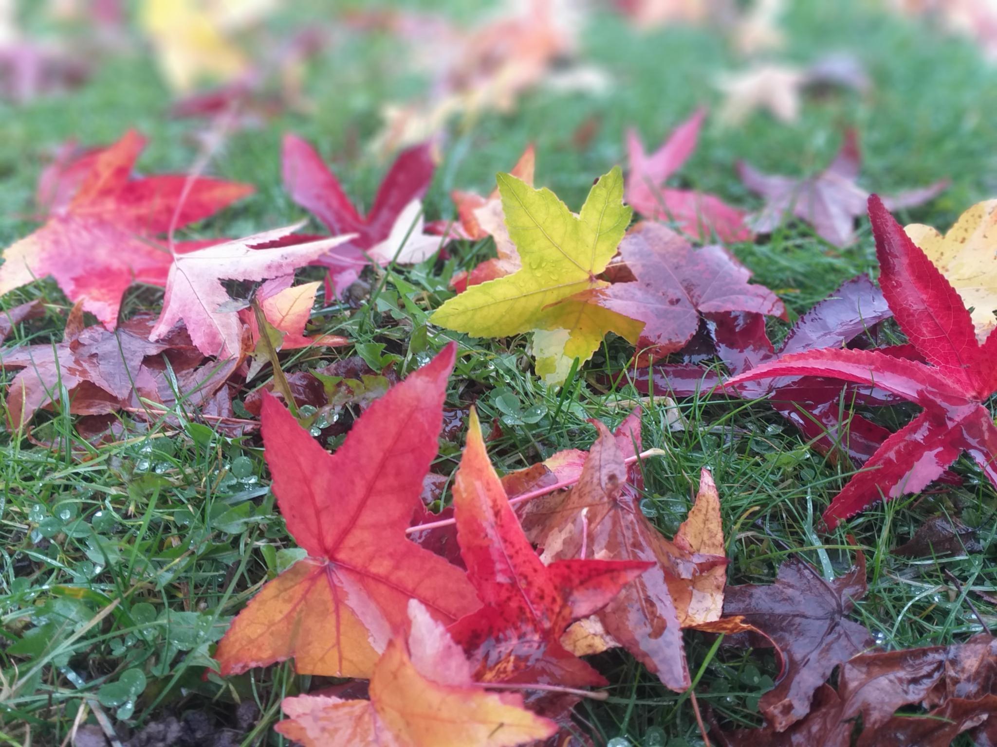 Herbst