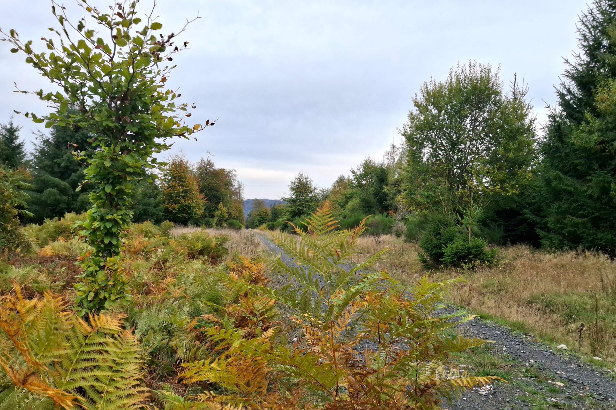 Herbst im Nationalpark