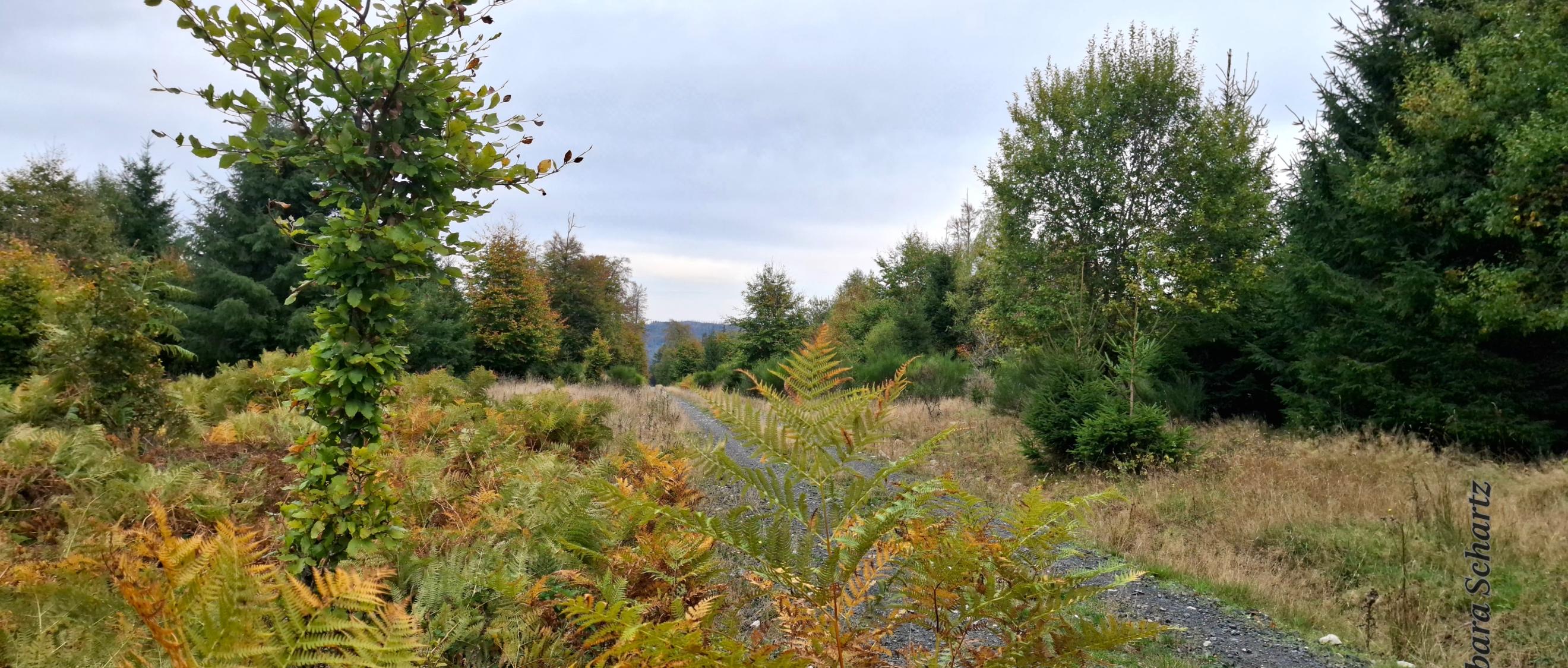 Naturfoto der Woche