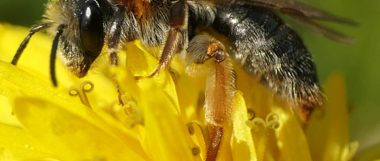 Rotschopfige Sandbiene auf gelber Blüte