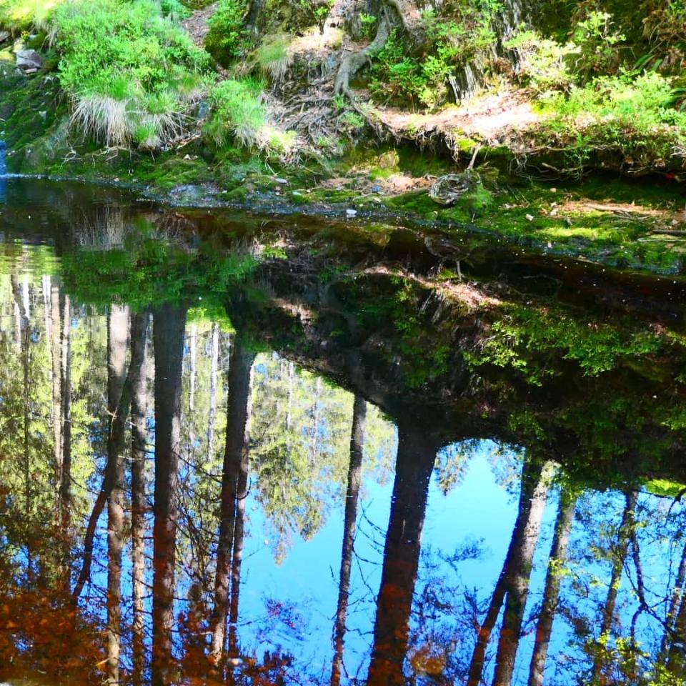 Waldsee