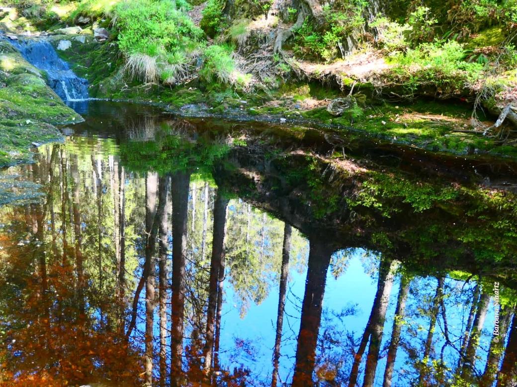 Waldsee