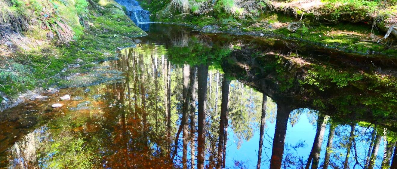 Waldsee