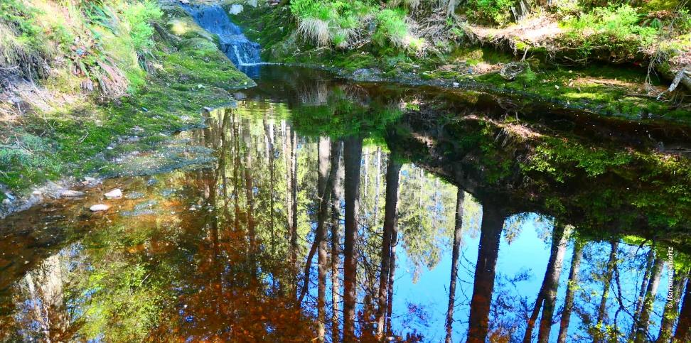 Waldsee