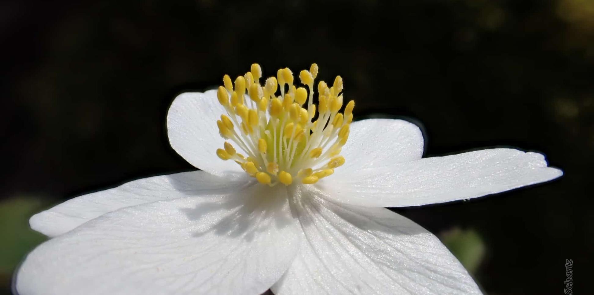 Blüte eines Buschwindröschens