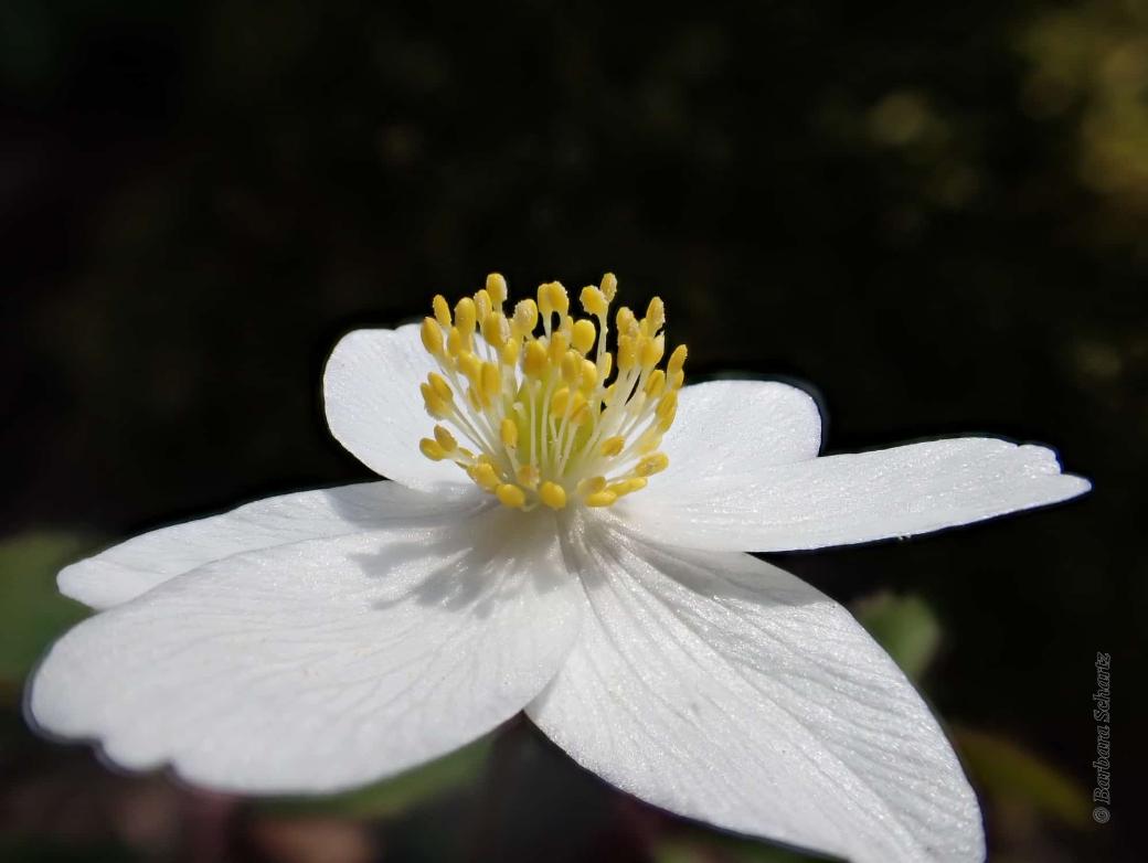 Blüte eines Buschwindröschens