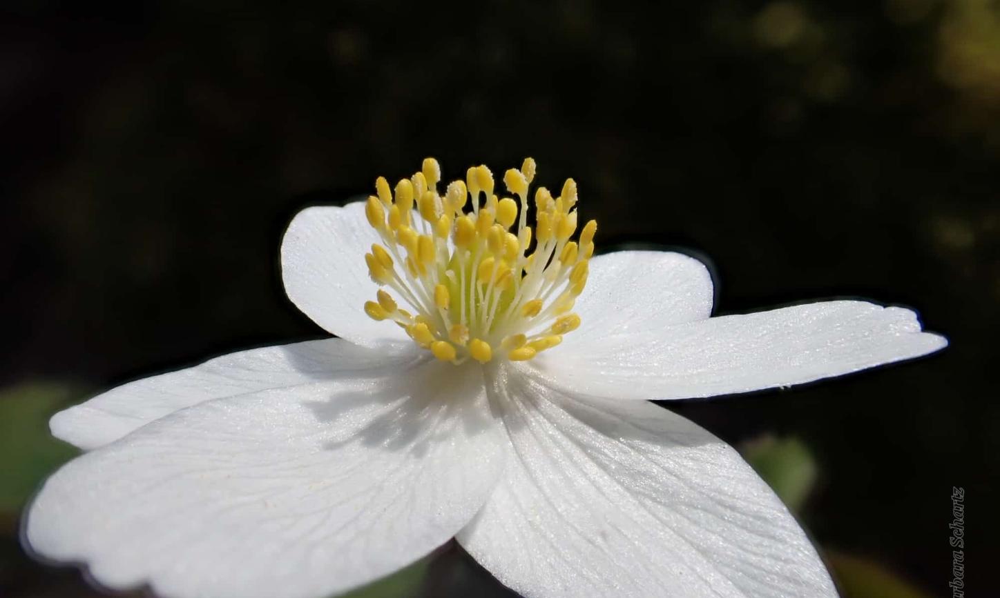 Blüte eines Buschwindröschens