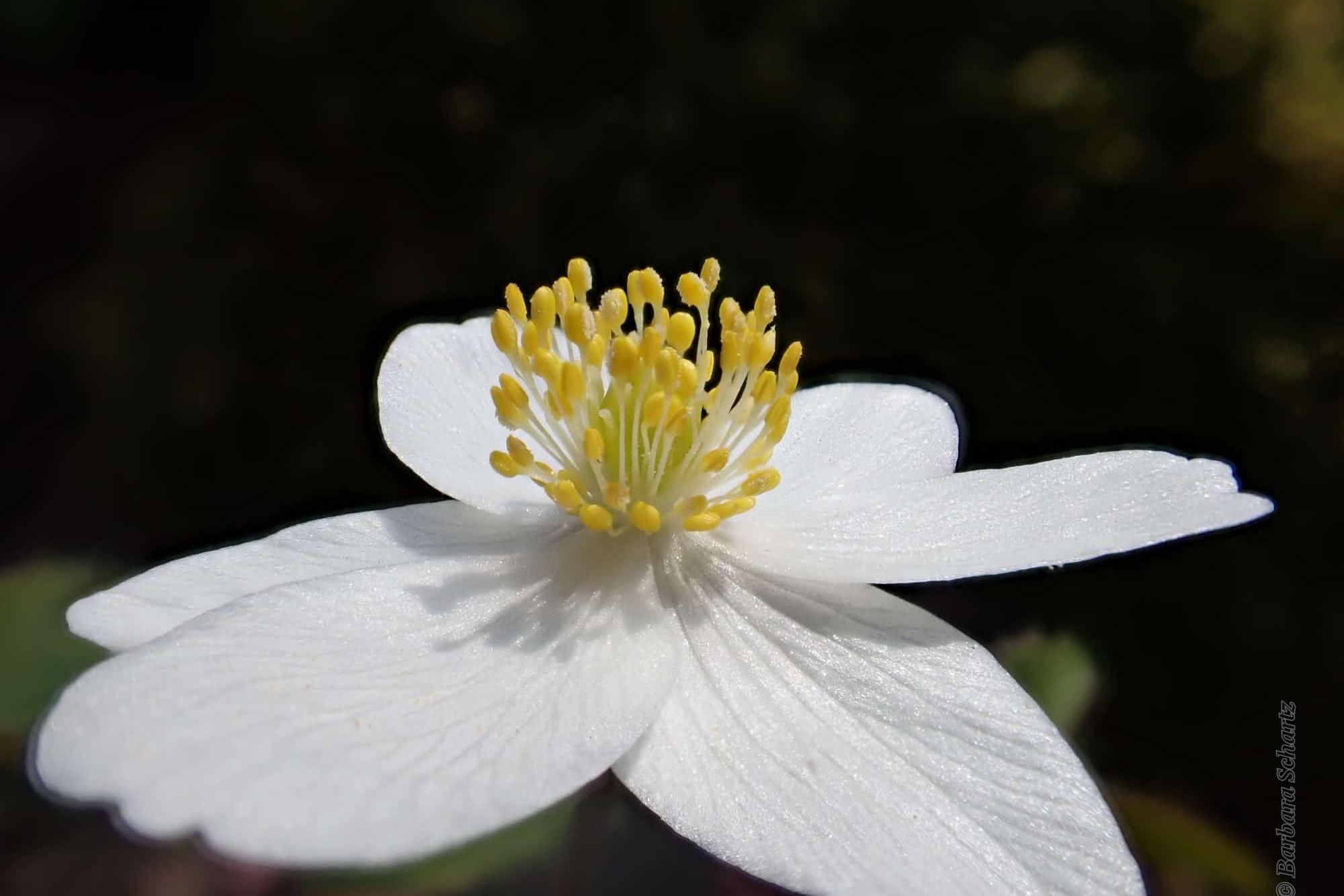 Blüte eines Buschwindröschens