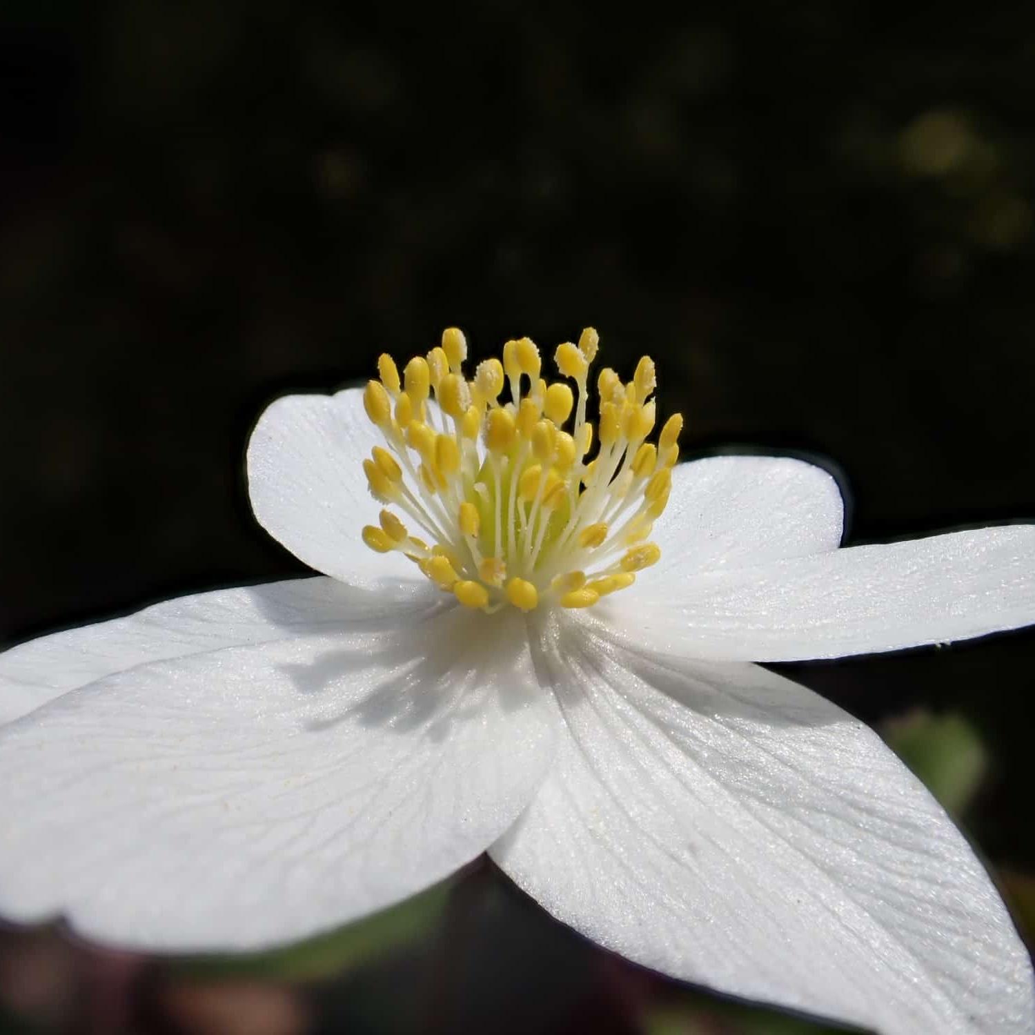 Blüte eines Buschwindröschens