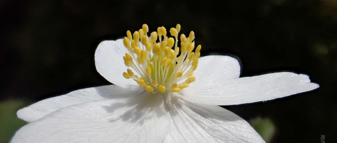 Blüte eines Buschwindröschens
