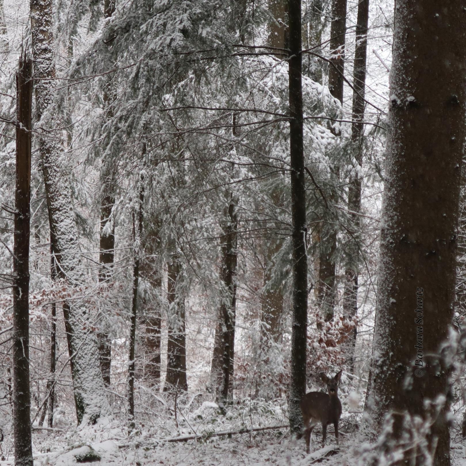 winterliche Waldansicht mit Reh