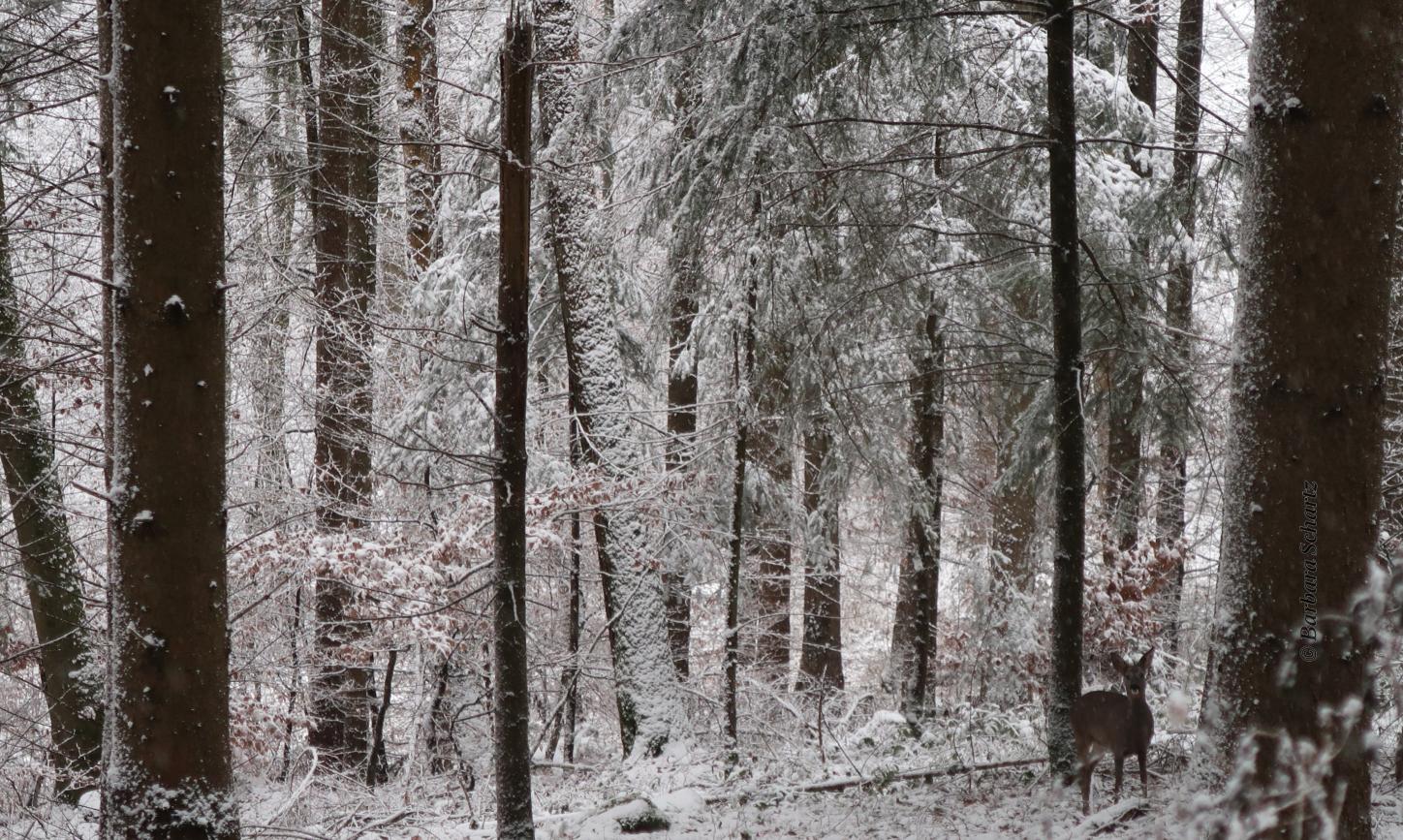 winterliche Waldansicht mit Reh