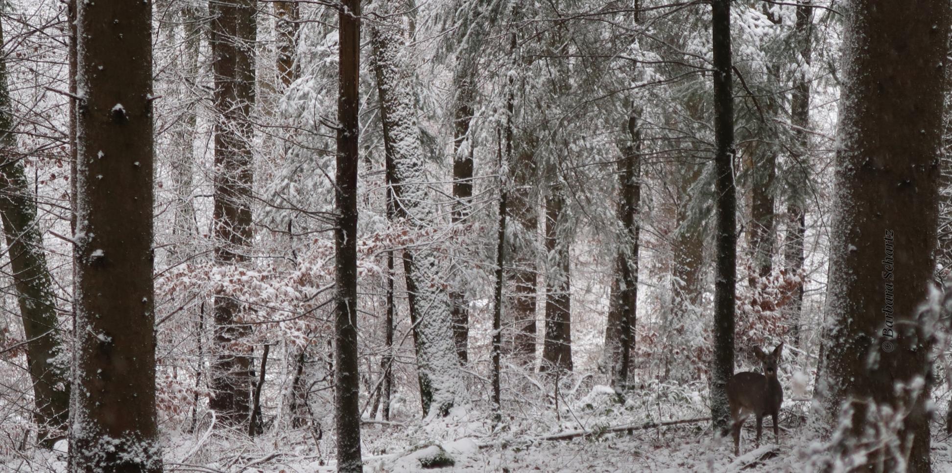 winterliche Waldansicht mit Reh