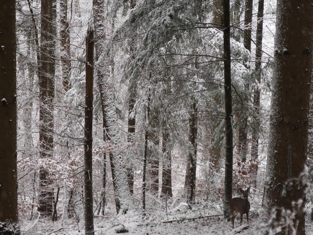 winterliche Waldansicht mit Reh