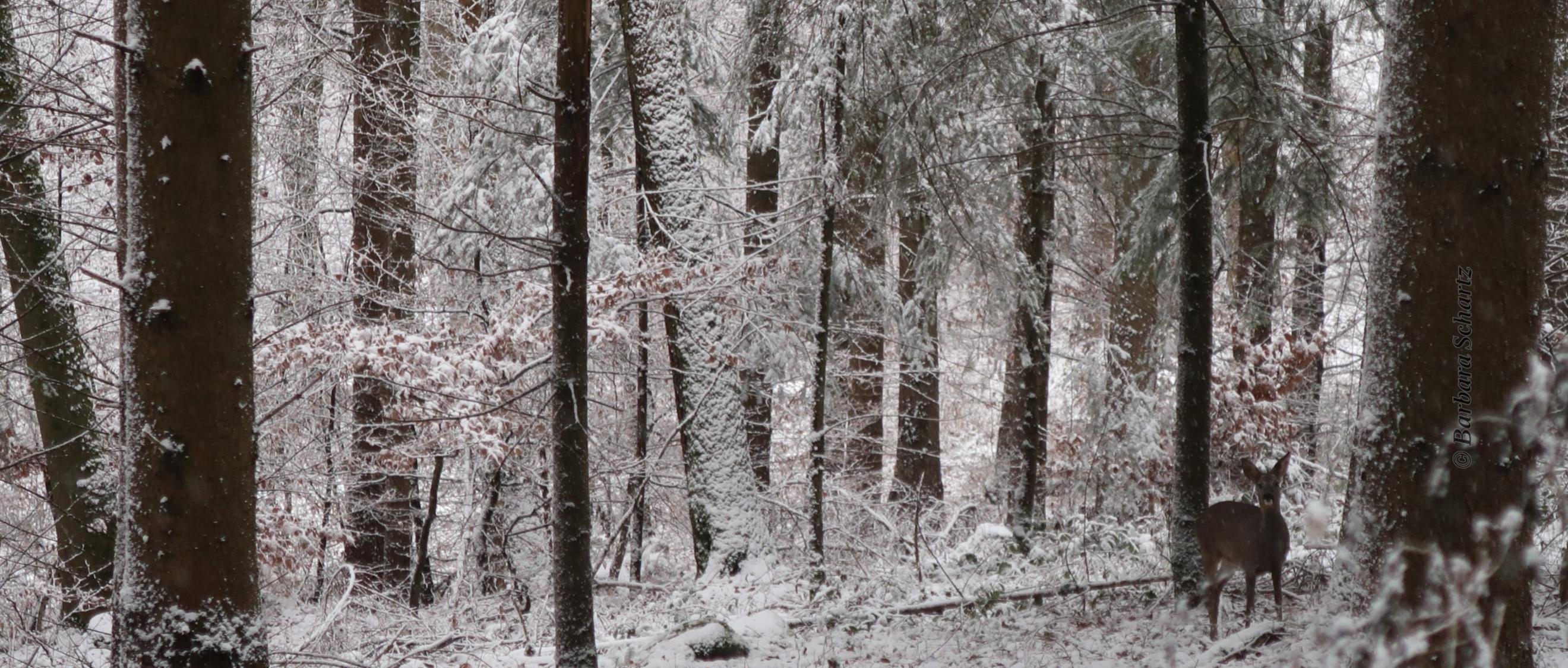 winterliche Waldansicht mit Reh