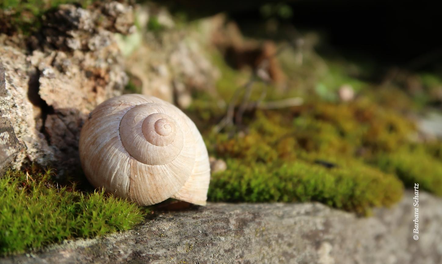 Weinbergsschnecke in einer bemosten Mauer