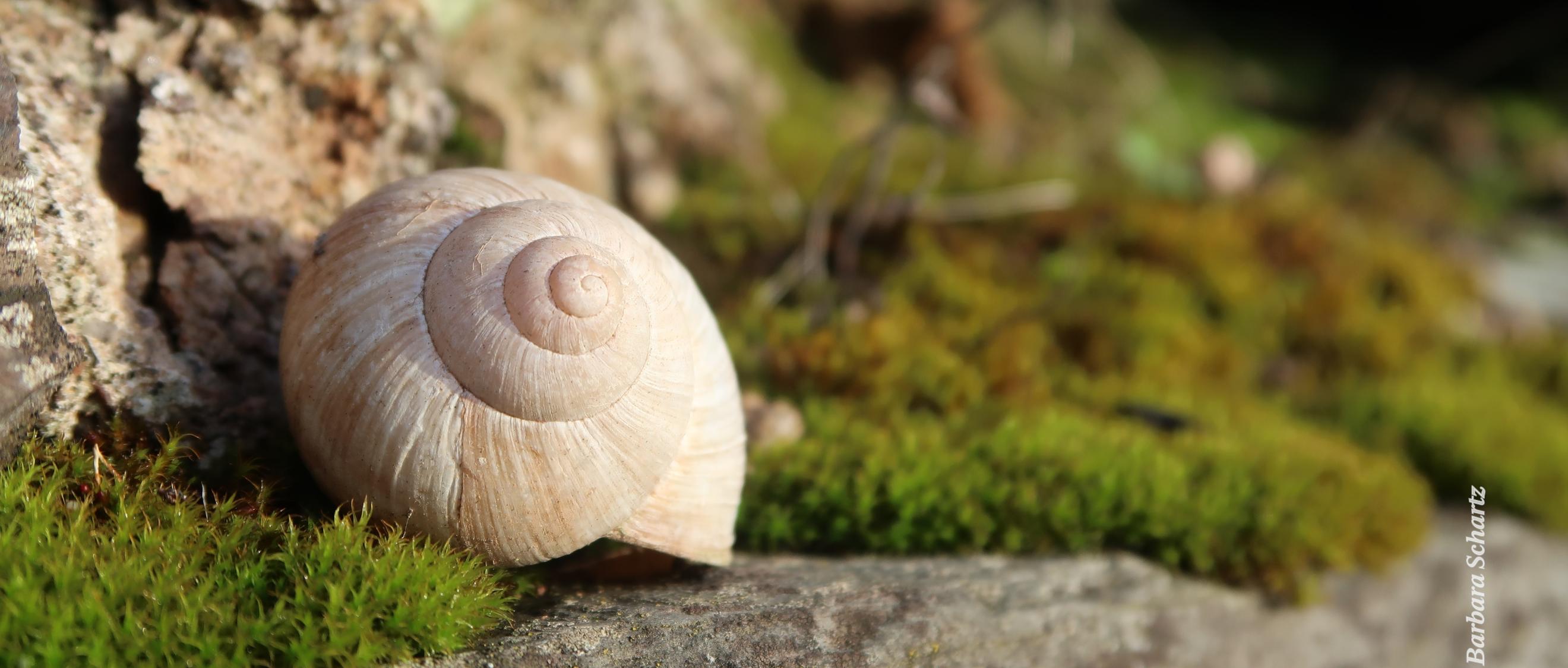 Weinbergsschnecke in einer bemosten Mauer