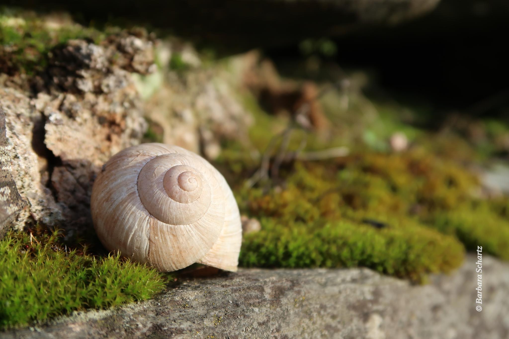 Weinbergsschnecke in einer bemosten Mauer