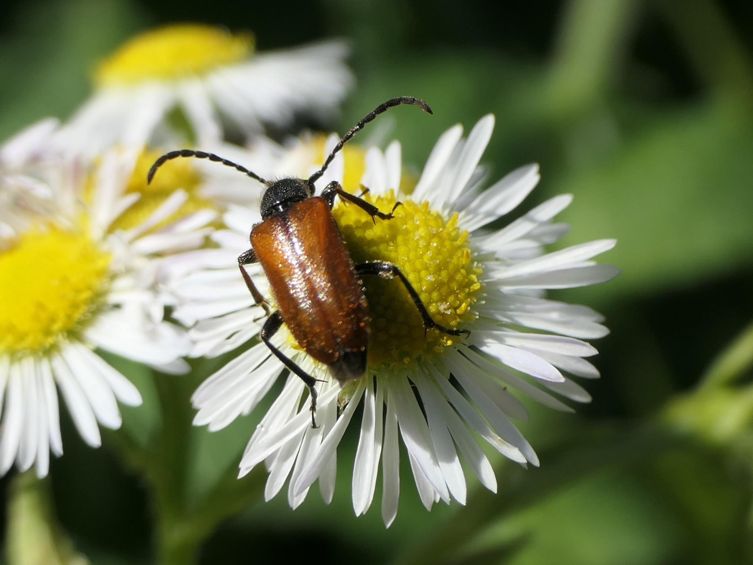 Bockkäfer auf Feinstrahl