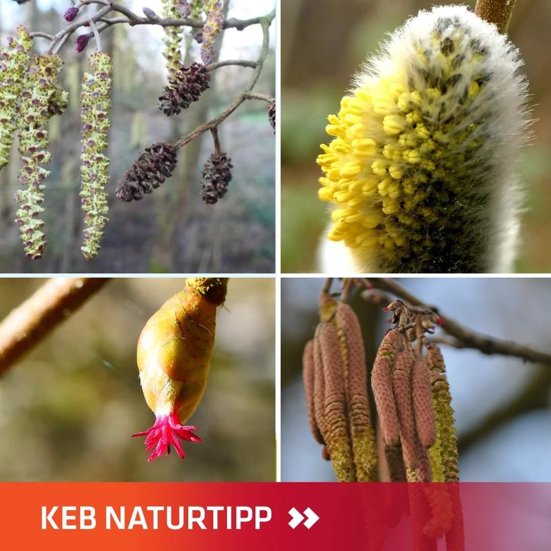 Kätzchen Blütenstände