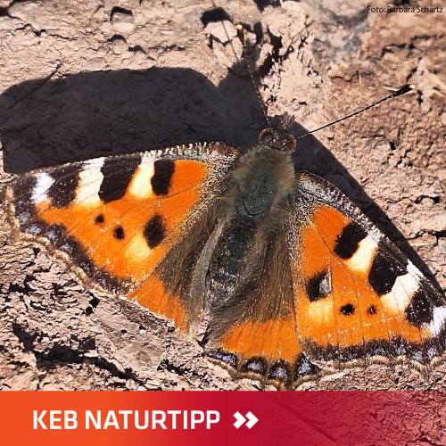 Kleiner Fuchs - Schmetterling im Layout KEB Naturtipp