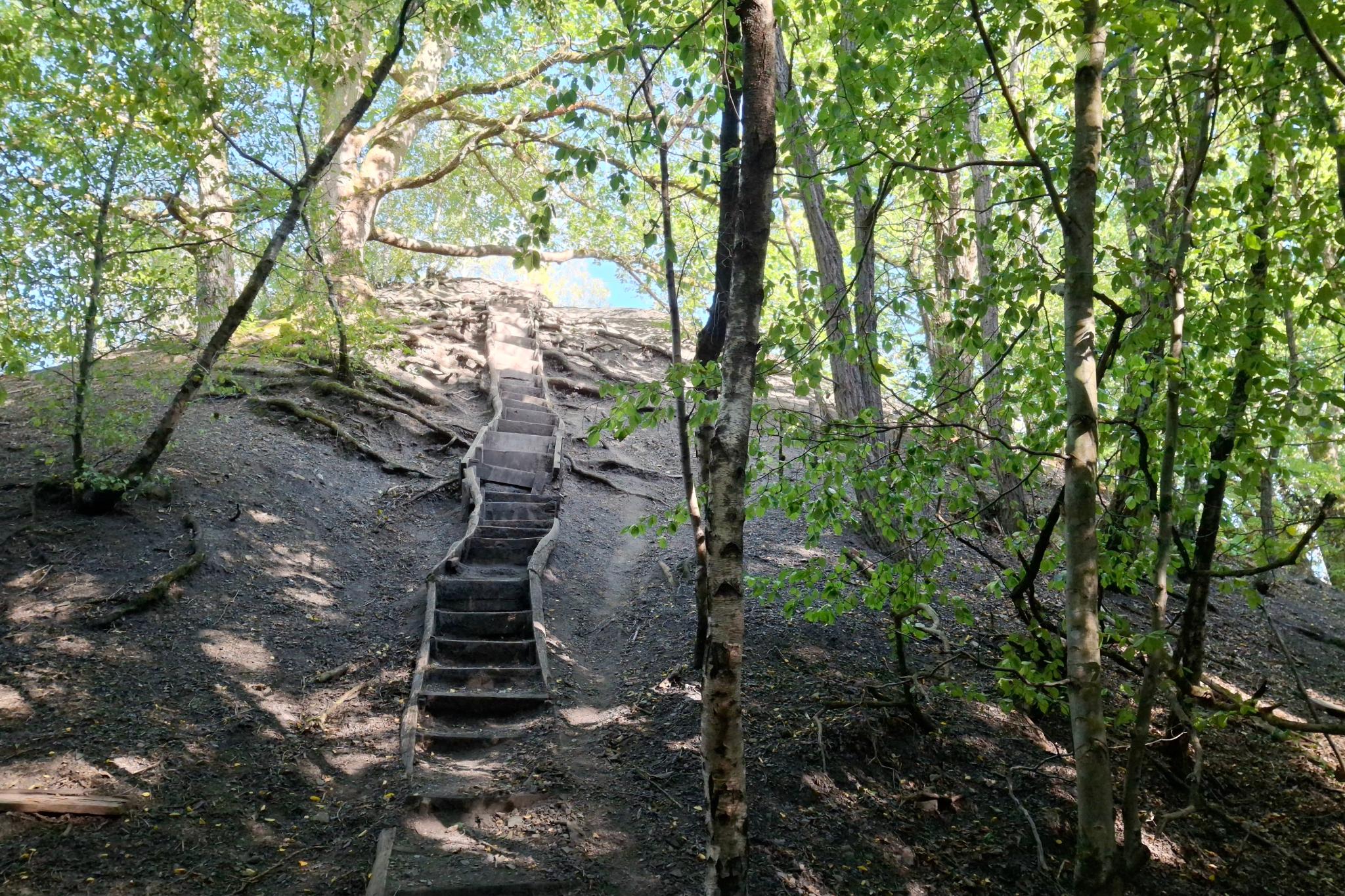 Kleiner Fuji im Urwald Saarbrücken (c) Barbara Schartz Holzbohlenaufstieg auf eine Spitzkegelhalde im Urwald Saarbrücken