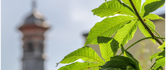 Das Plakat zur Veranstaltungsreihe Klimaschutz rund um den Kirchturm zeigt im Hintergrund einen Kirchturm, davor am rechten Rand einen Baum und links unten das Logo der Fortbildungsreihe.