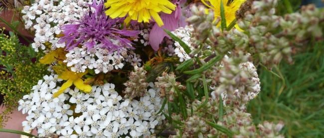 Strauß von blühenden Wildpflanzen