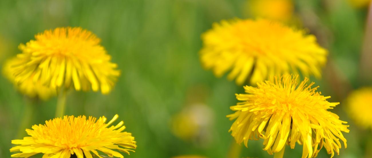 Löwenzahnblüten