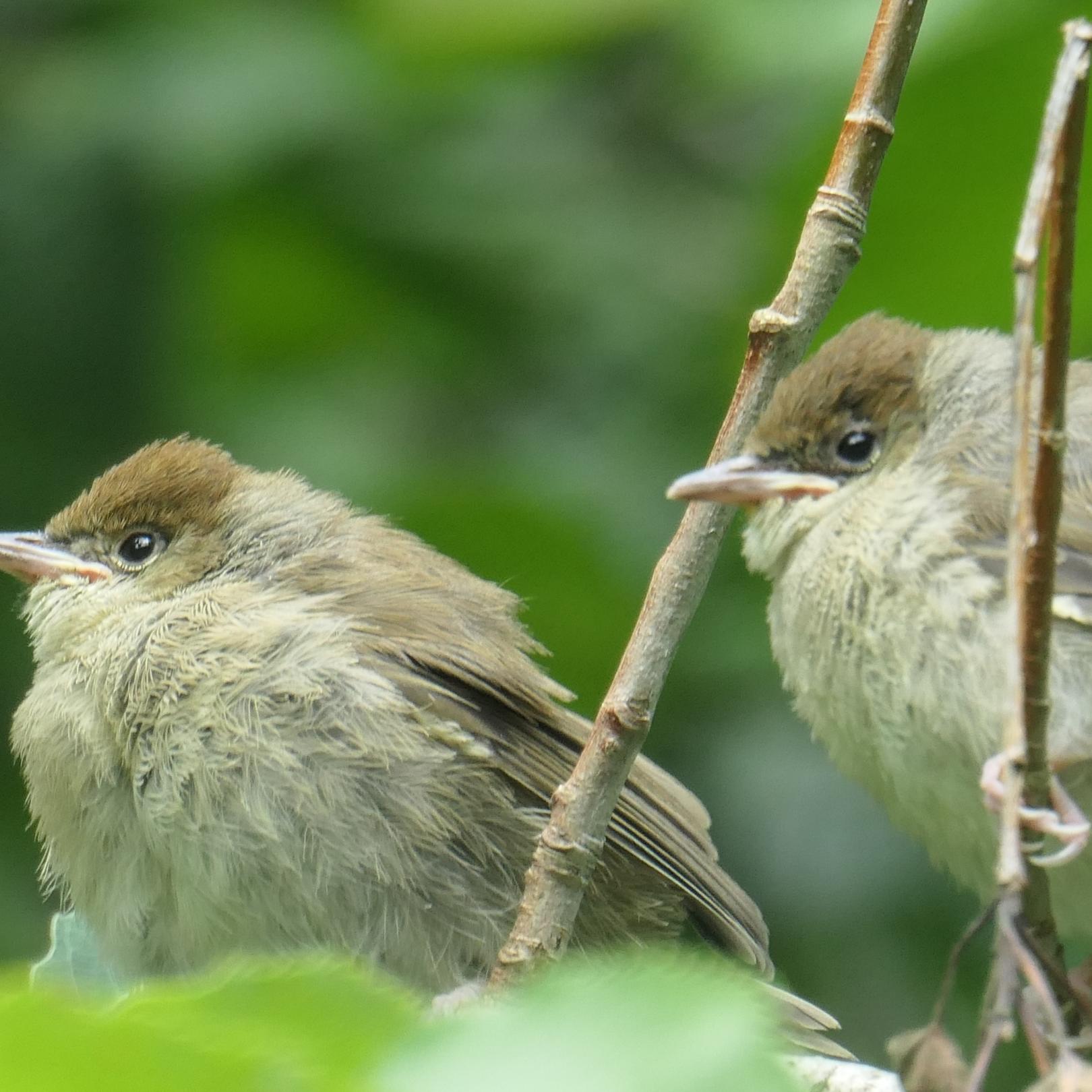 Zwei junge Vögel - Mönchsgrasmücken - sitzen auf einem Zweig