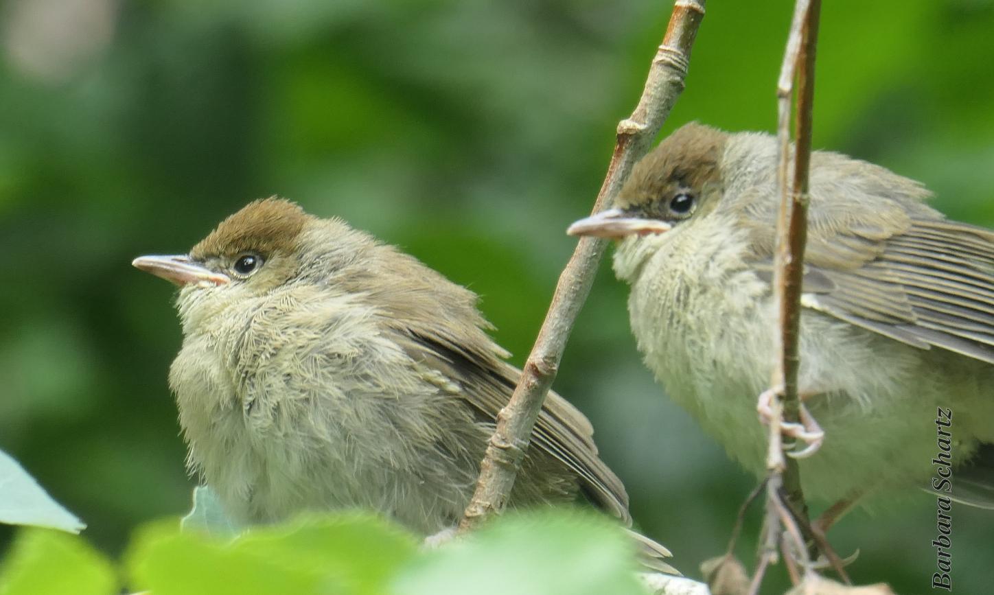 Zwei junge Vögel - Mönchsgrasmücken - sitzen auf einem Zweig