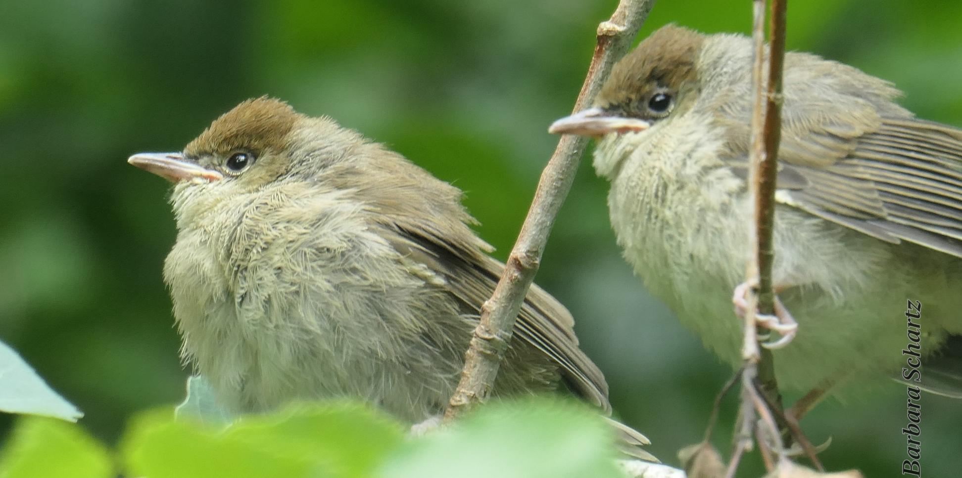Zwei junge Vögel - Mönchsgrasmücken - sitzen auf einem Zweig