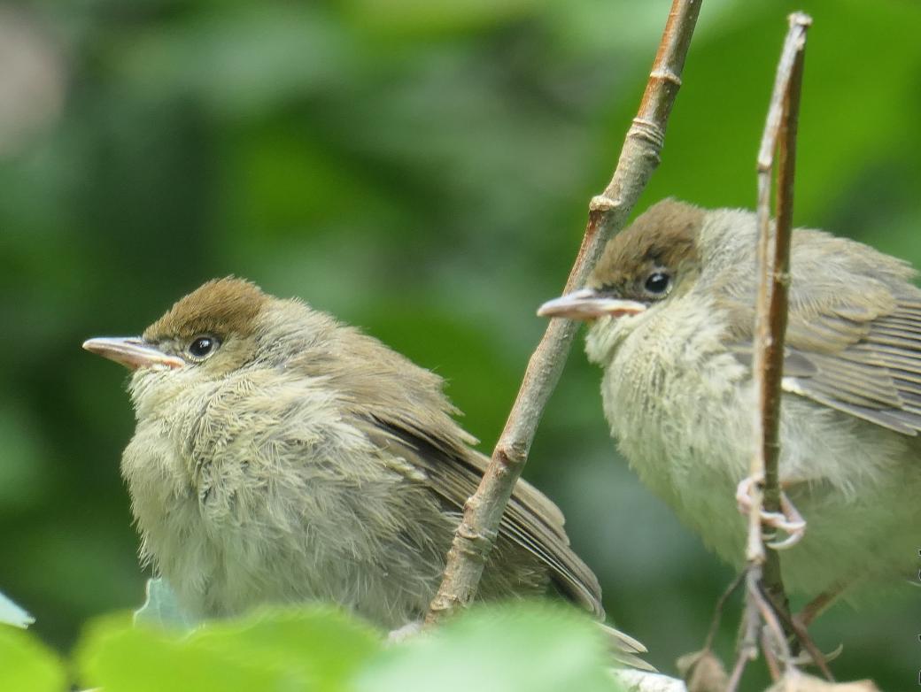 Zwei junge Vögel - Mönchsgrasmücken - sitzen auf einem Zweig