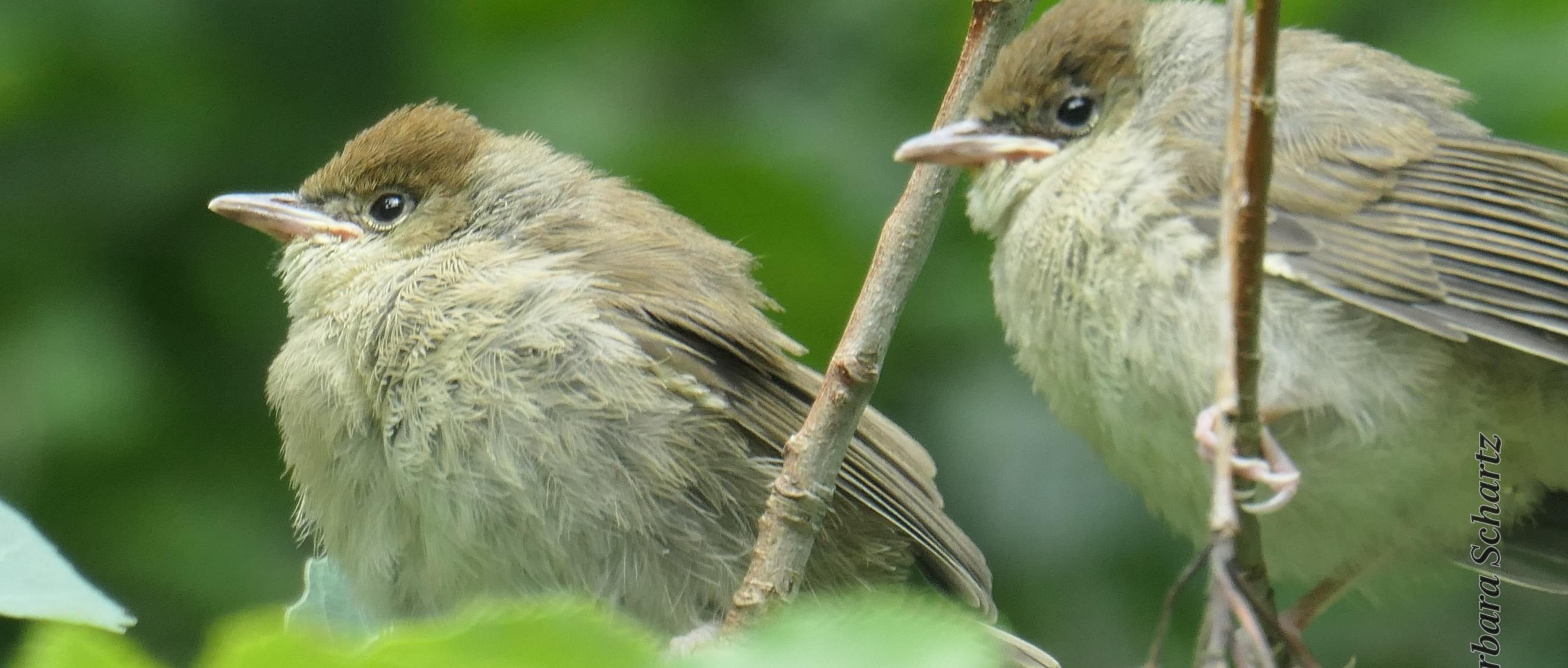 Zwei junge Vögel - Mönchsgrasmücken - sitzen auf einem Zweig