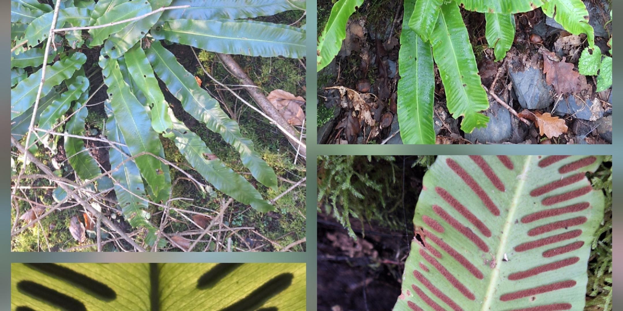 Verschiedene Ansichten des Hirschzungenfarnes im Layout des Naturtipps