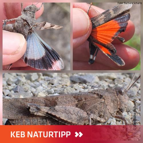Collage mit Fotos der Blauflügeligen und Rotflügeligen Ödlandschrecke im Layout KEB-Naturtipp