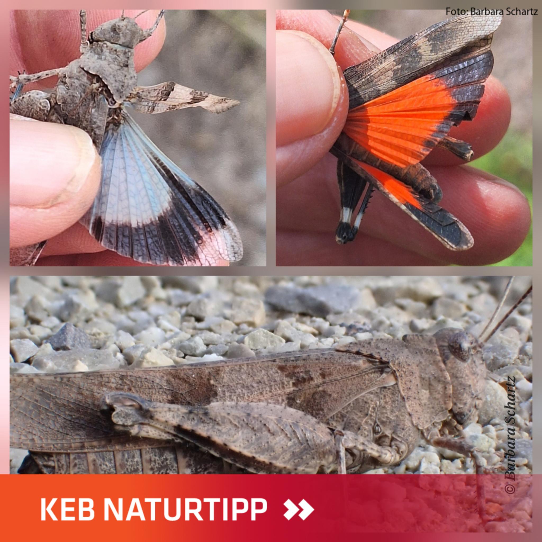 Naturtipp Ödlandschrecke (c) Barbara Schartz Collage mit Fotos der Blauflügeligen und Rotflügeligen Ödlandschrecke im Layout KEB-Naturtipp