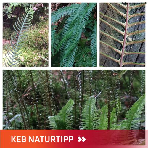 verschiedene Ansichten vom Rippenfarn mit KEB-Naturtipp-Layout